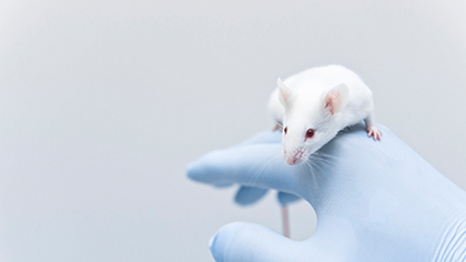 動(dòng)物試驗(yàn)